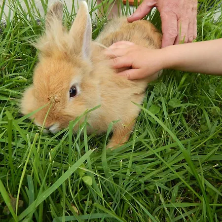 Peterhof - Komm Als Gast & Geh Als Freund