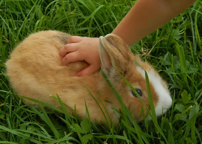 Peterhof – Komm Als Gast&geh Als Freund Hinterstoder