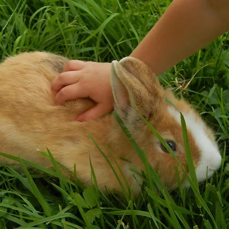 Peterhof - Komm Als Gast & Geh Als Freund Hinterstoder