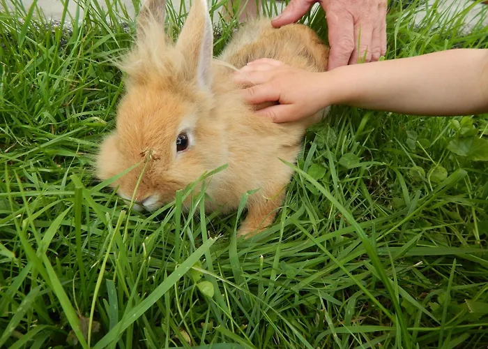 Peterhof - Komm Als Gast & Geh Als Freund